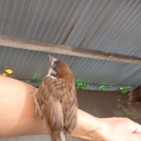 雀さんが遊びに来てくれました(*^^*)の画像