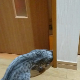 お風呂場に行きたいﾆｬ！の画像