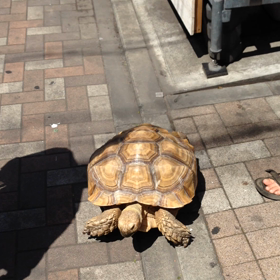 お散歩中の亀さん。の画像