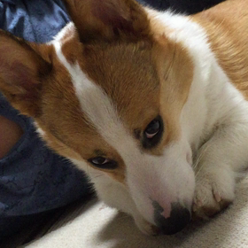ペロペロペロペロ〜の画像