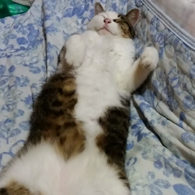 スマホデビューの画像