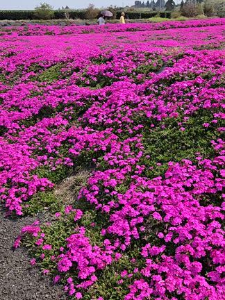 桜とサクラの記事動画
