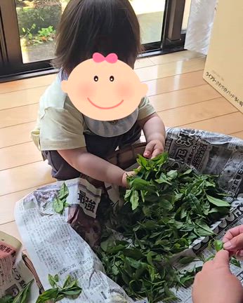 推しとお茶摘みの記事動画