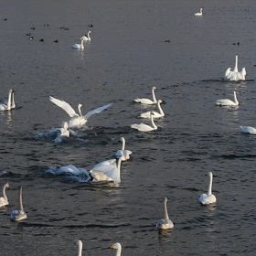 井田川のハクチョウの画像