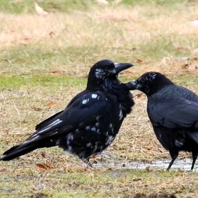 ブチのカラスの画像