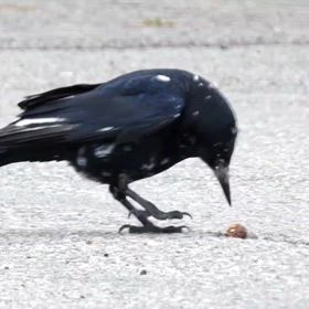 白ブチのカラス②の画像