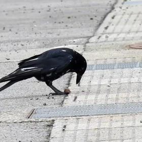 白ブチのカラスの画像