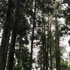 アカショウビン聲だけの画像