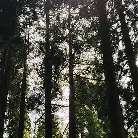 森のコーラスの画像