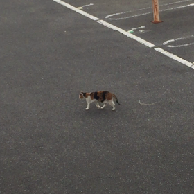 Mikeko walkingの画像