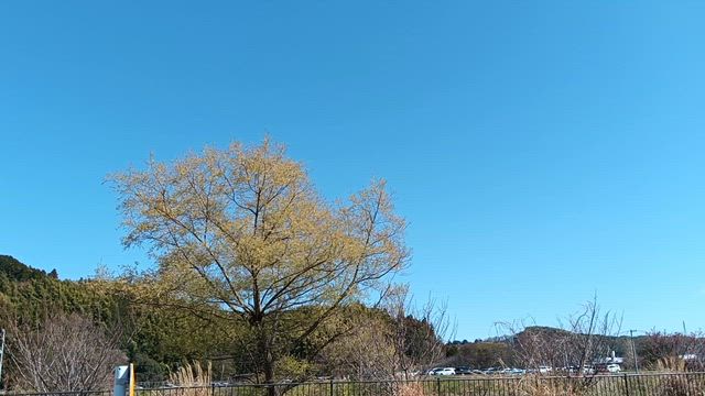 おひとり様散歩☆の記事動画