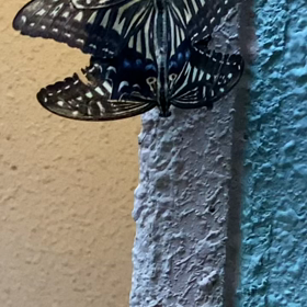 ”アゲハ蝶”の画像