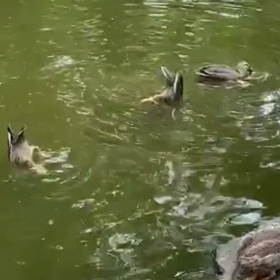 ☆鴨の逆立ち☆の画像