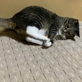 ☆猫キック☆の画像