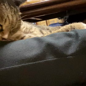 ☆愛猫☆の画像