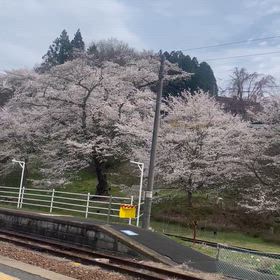 桜涙の画像