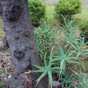 手詰まりのブログ。時は流れた…の画像