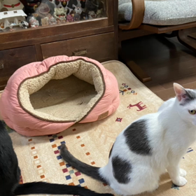 保護猫カフェねこごこち　No.253の画像