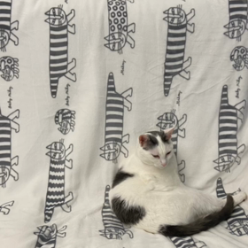 今日はふたごの日の画像