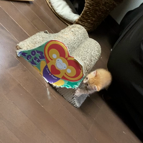 今日はきしめんの日の画像