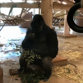 イケメンゴリラ・シャバーニの動画の画像
