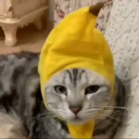 猫も苦情言いたくなる！？笑の画像
