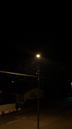 粉雪が舞ってる！！の記事動画