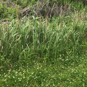 河川敷は雉でいっぱいの画像