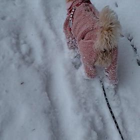 雪のなかの画像