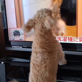 テレビの画像