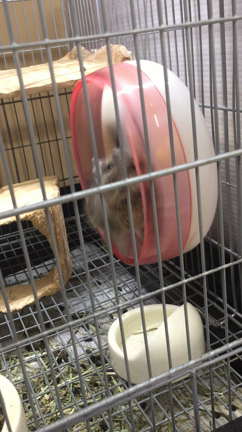ネズミ系の記事動画