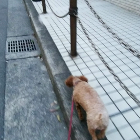 今朝のハナちゃんの画像