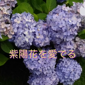 季節の花々を愛でる散歩道の画像