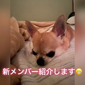 今日のわんこ『新メンバー加入』の画像