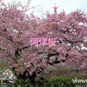 そろそろ見頃なのにの画像