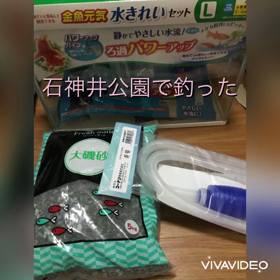 ザリ・ガーニ1世の飼育記録の画像