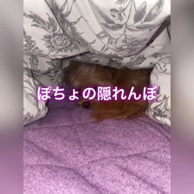 隠れんぼしてる訳じゃないよ〜の画像