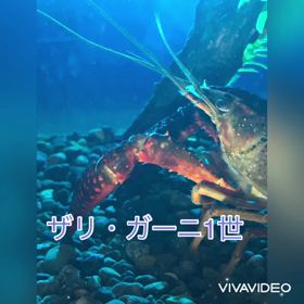 ザリガニ君飼育記録2の画像