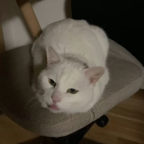 白猫のちょんちさんの画像