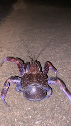 西表島③生き物編の記事動画
