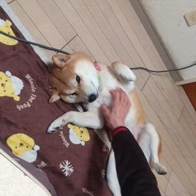 ワシャワシャの画像