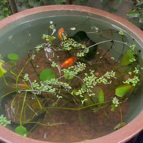 金魚鉢とメダカ鉢。の画像