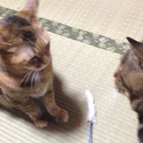 ミウとメロ、ねこじゃらしで遊ぶ。の画像