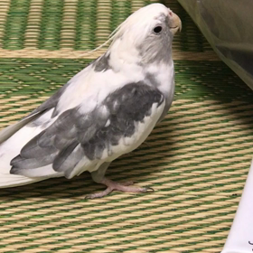 シャカシャカのりをさんの画像