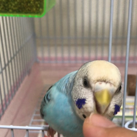 動くまんぷくちゃんの画像