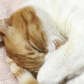 我が家の猫の画像