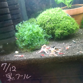餌やりの画像