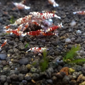 餌やりしてノンビリします。の画像