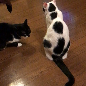 ”猫ボクシング～姉弟けんか勃発”の画像