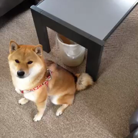 初動画投稿(^^)の画像